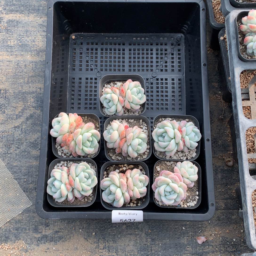 5627冰玉双头6厘米7颗一组脱土发