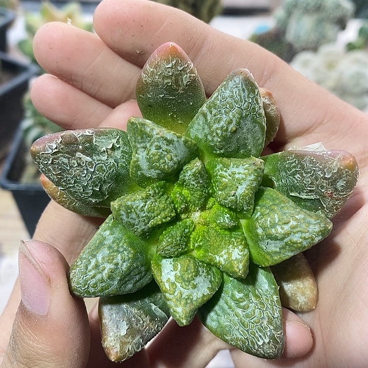 苗落无根艳肌白霜哥斯拉福利