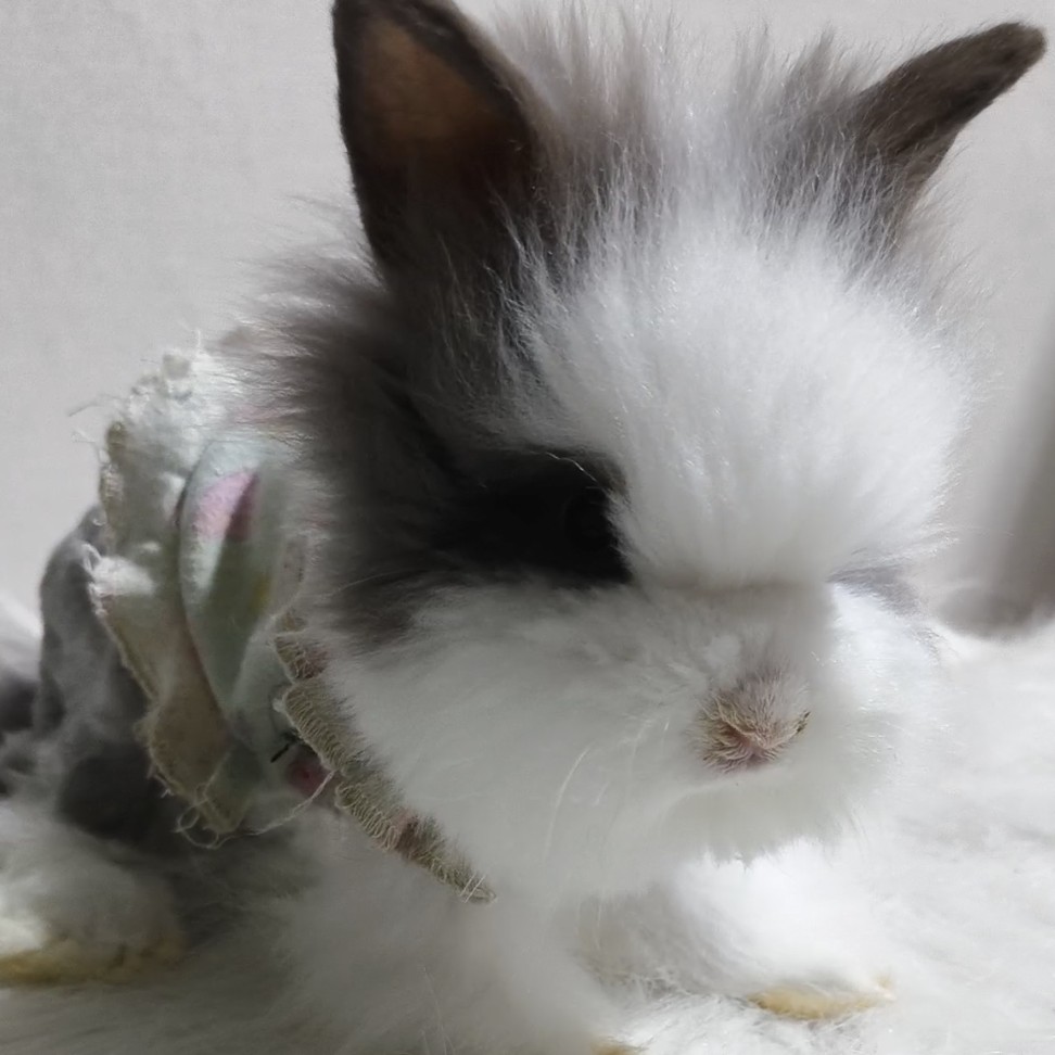 长毛可以修剪美容毛毛的猫猫兔