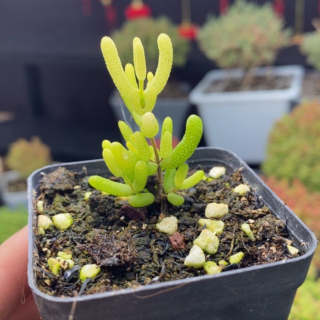 d119号糖球锦枝干多肉