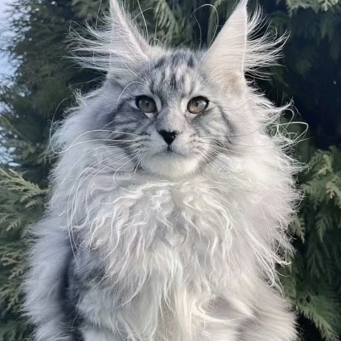 白氏三只喵家 缅因猫猫 活体全款链接 仅支持平台交易