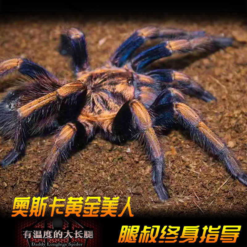 腿叔～奥斯卡黄金美人蜘蛛大型金色系稀有收藏级宠物蜘蛛
