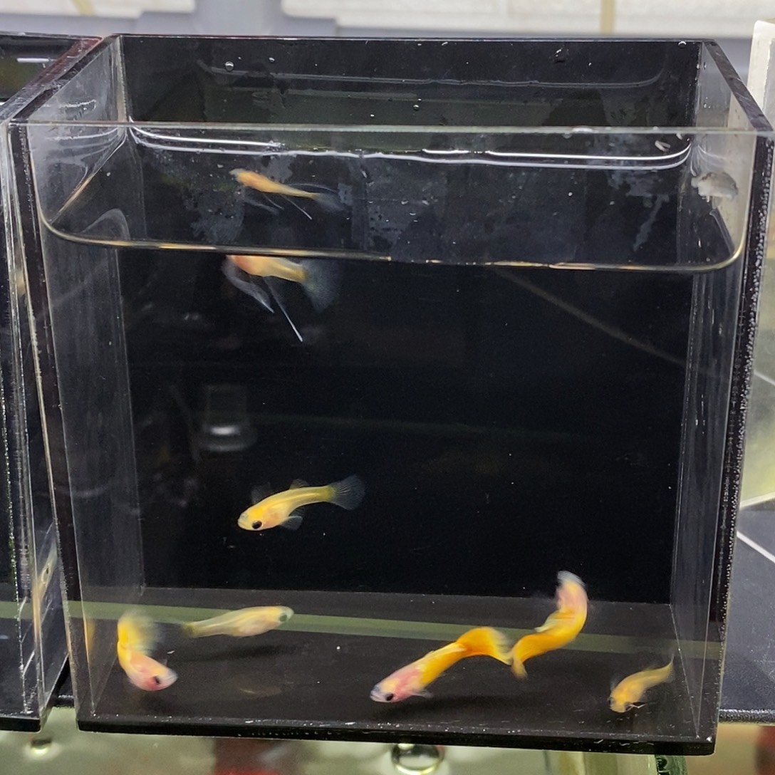 孔雀鱼玻璃猫混搭7条练手