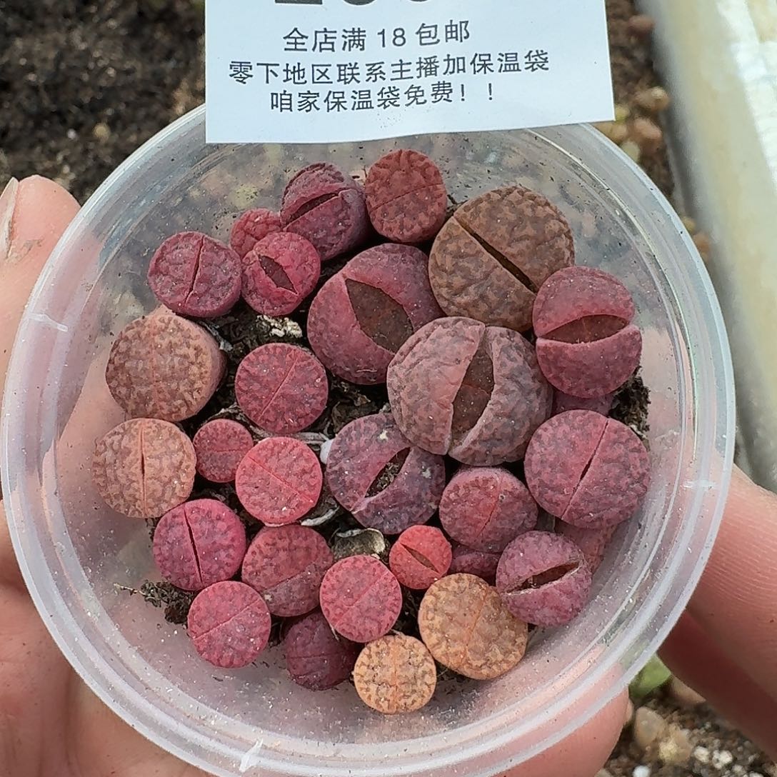 2506哈哈哈哈哈哈