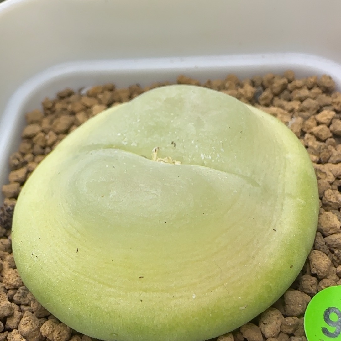 贴地飞拉登4.1+多肉植物947