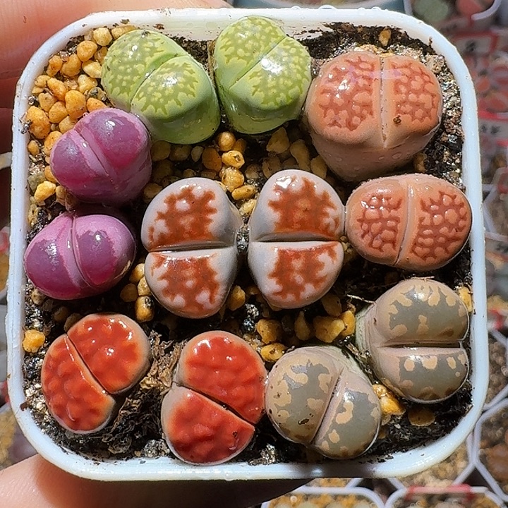 了***事生石花1111222。   303