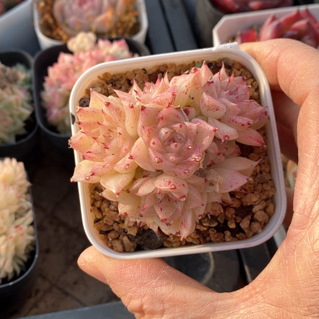 精品多肉一物一拍不包整93