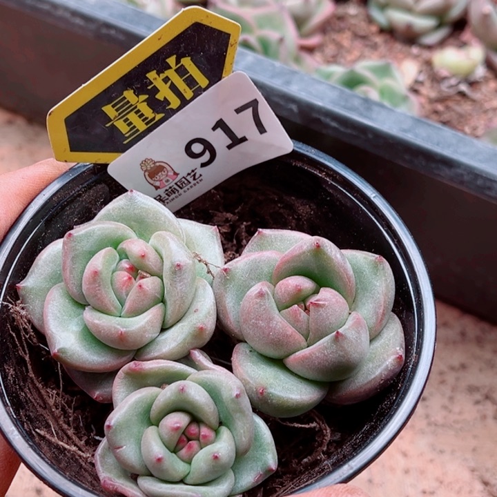 多肉植物多肉植物