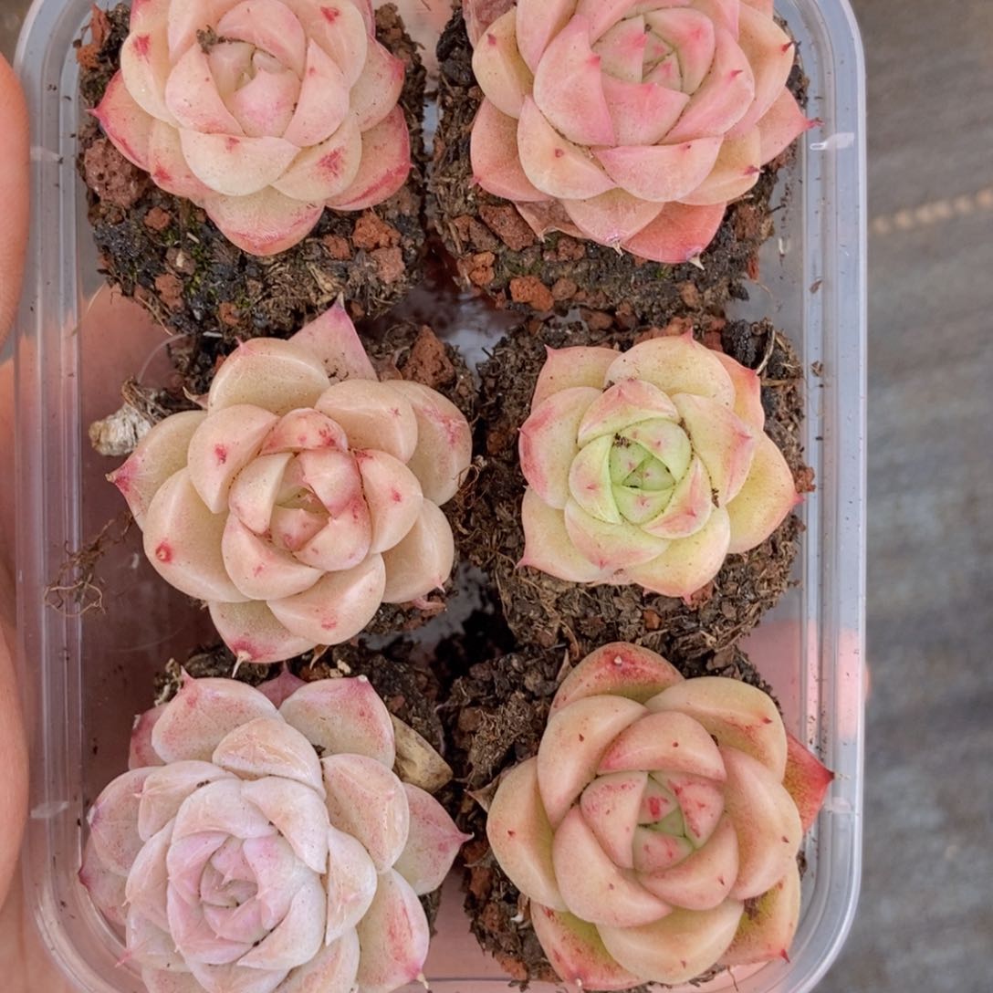 春泥家框拍链接R19