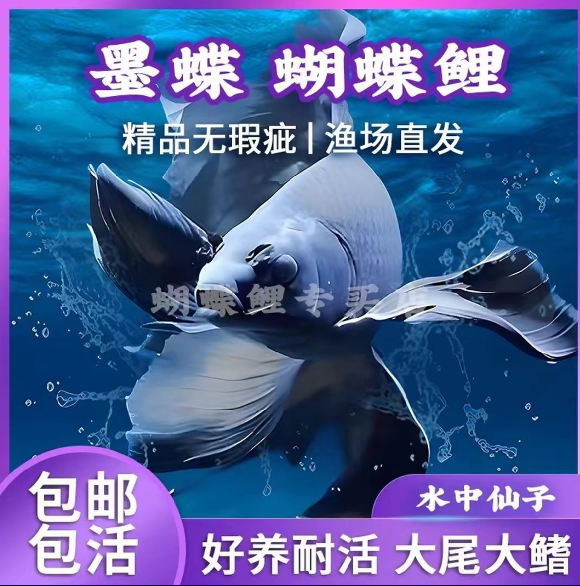 纯种墨蝶黑色冷水观赏鱼好养耐活大鳍大尾五代活体发货16-18厘米