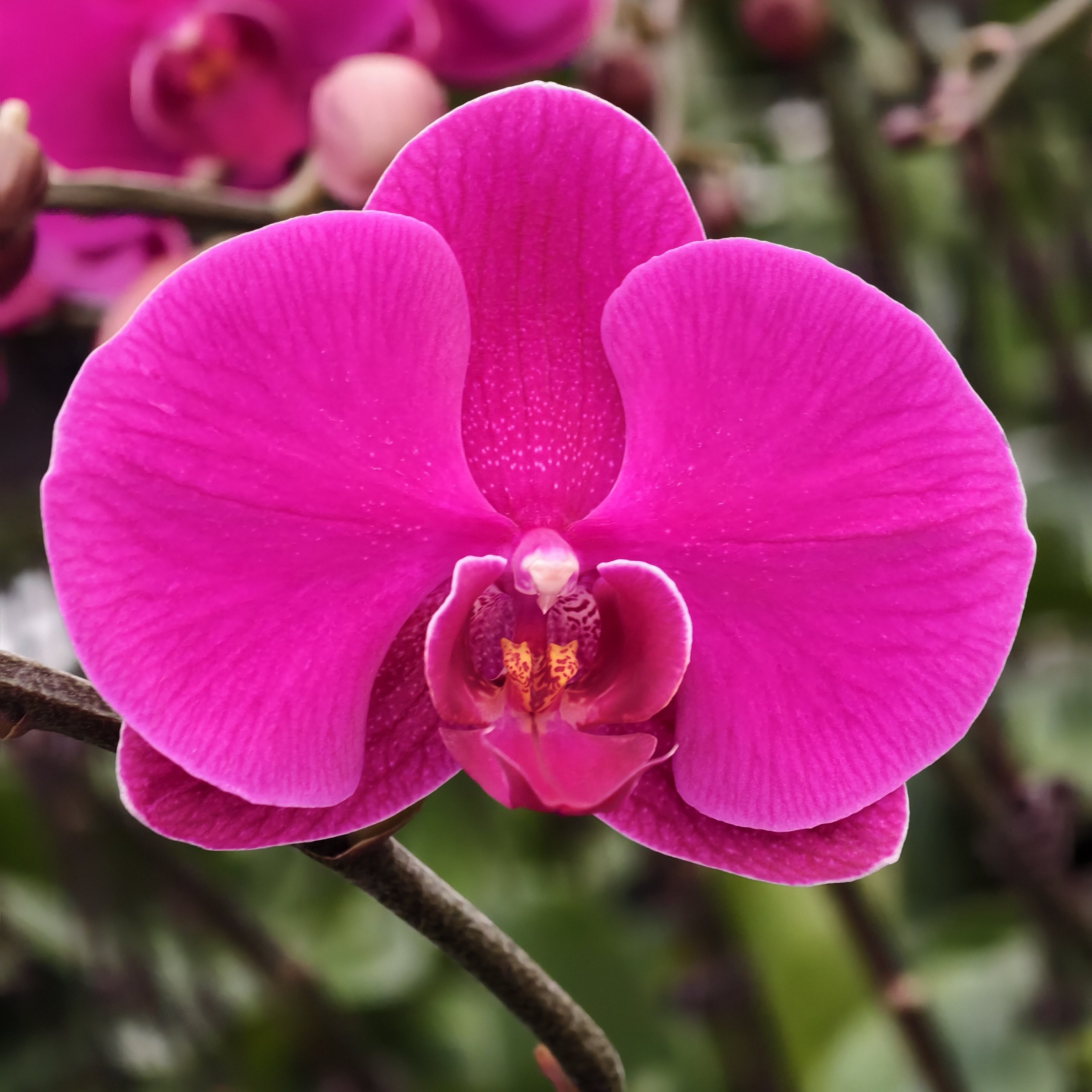 蝴蝶兰【大辣椒】经典年宵花 3.0寸杯 带花带花苞 基地直发