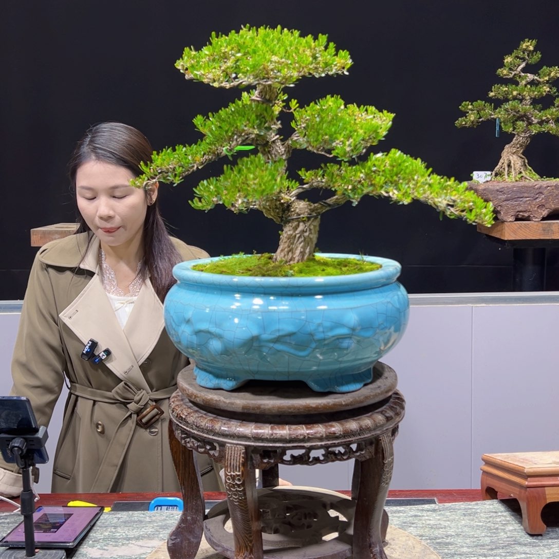 黄杨盆景老桩四季长青