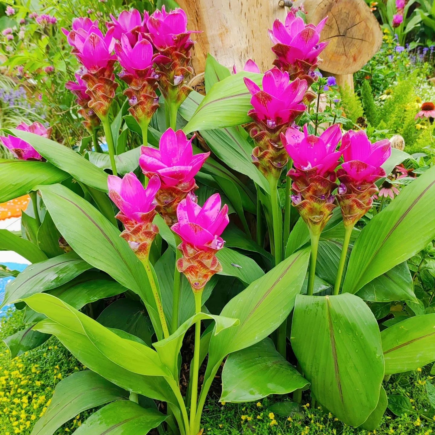 姜荷花盆栽带花苞室内客厅四季开花植物多年生好养活耐寒耐热花卉