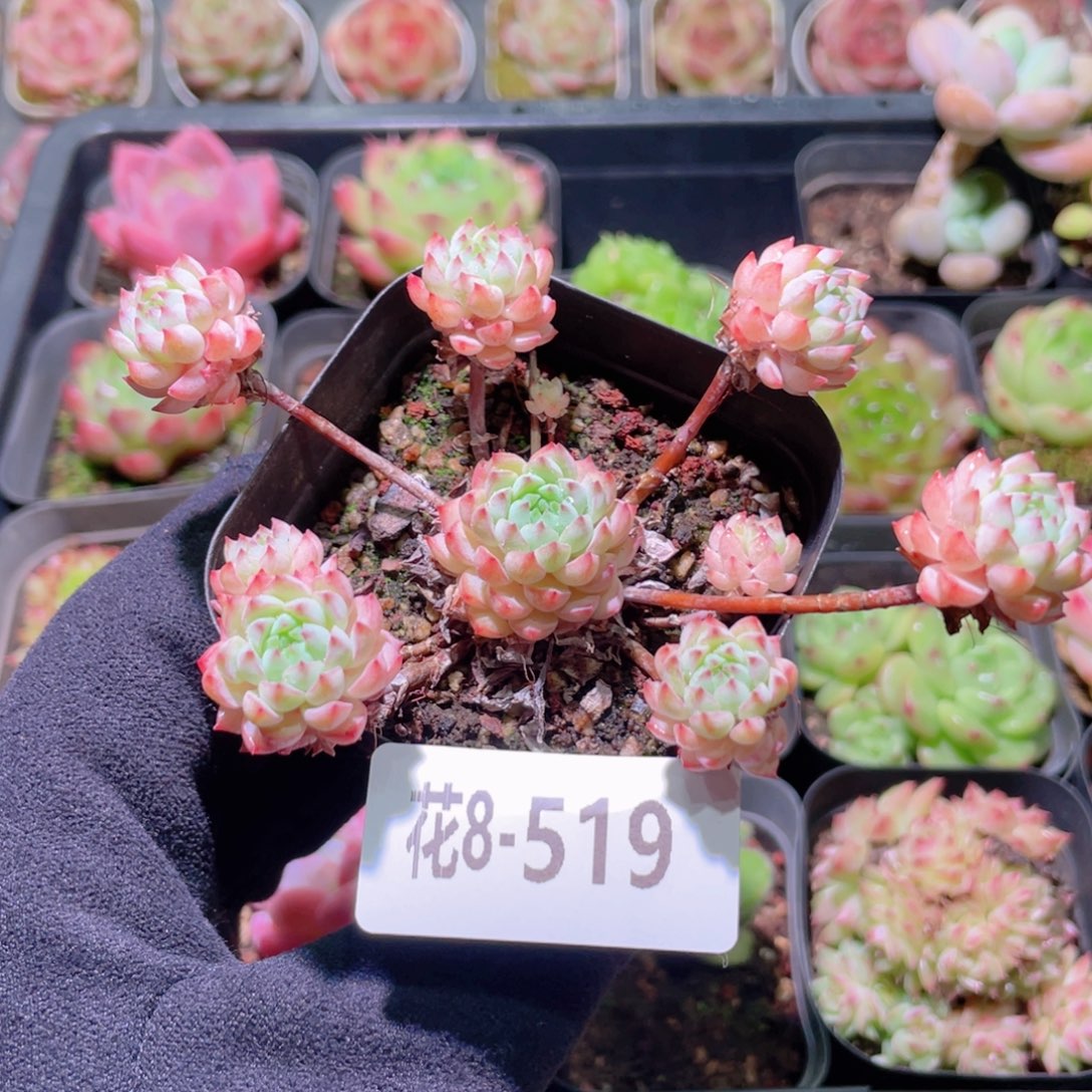 花利美8-519小粉莓