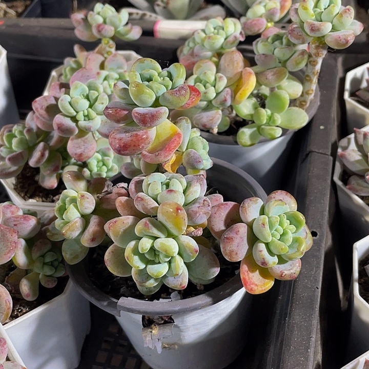 90盆大劳尔带盆土发