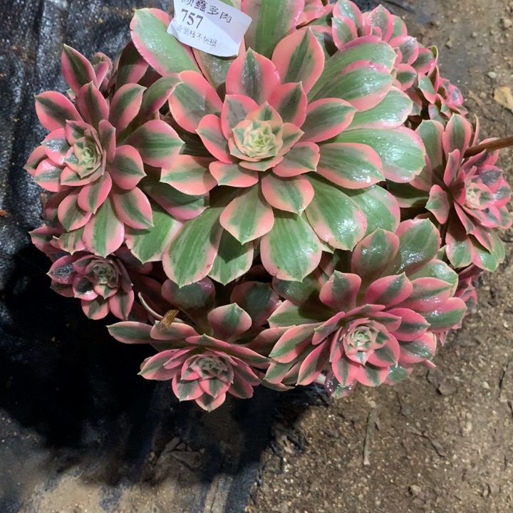 757妖月多肉植物特价