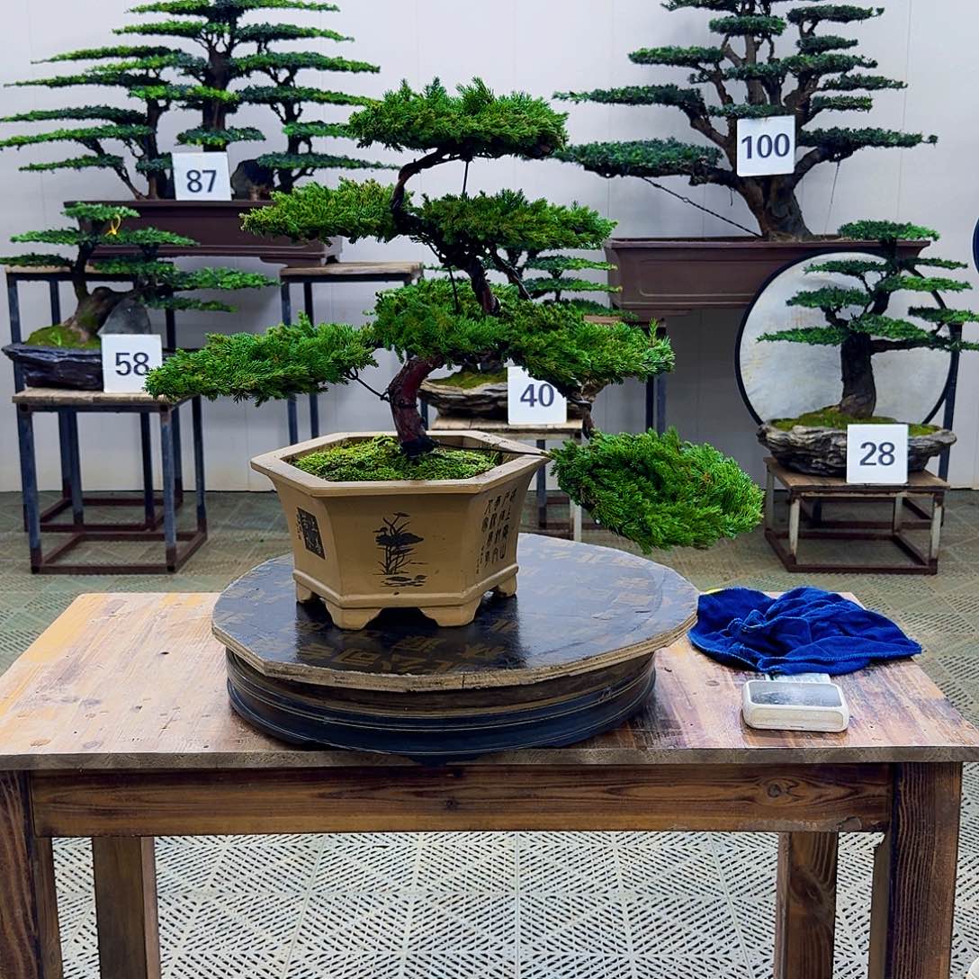 无花朵柏树造型盆景