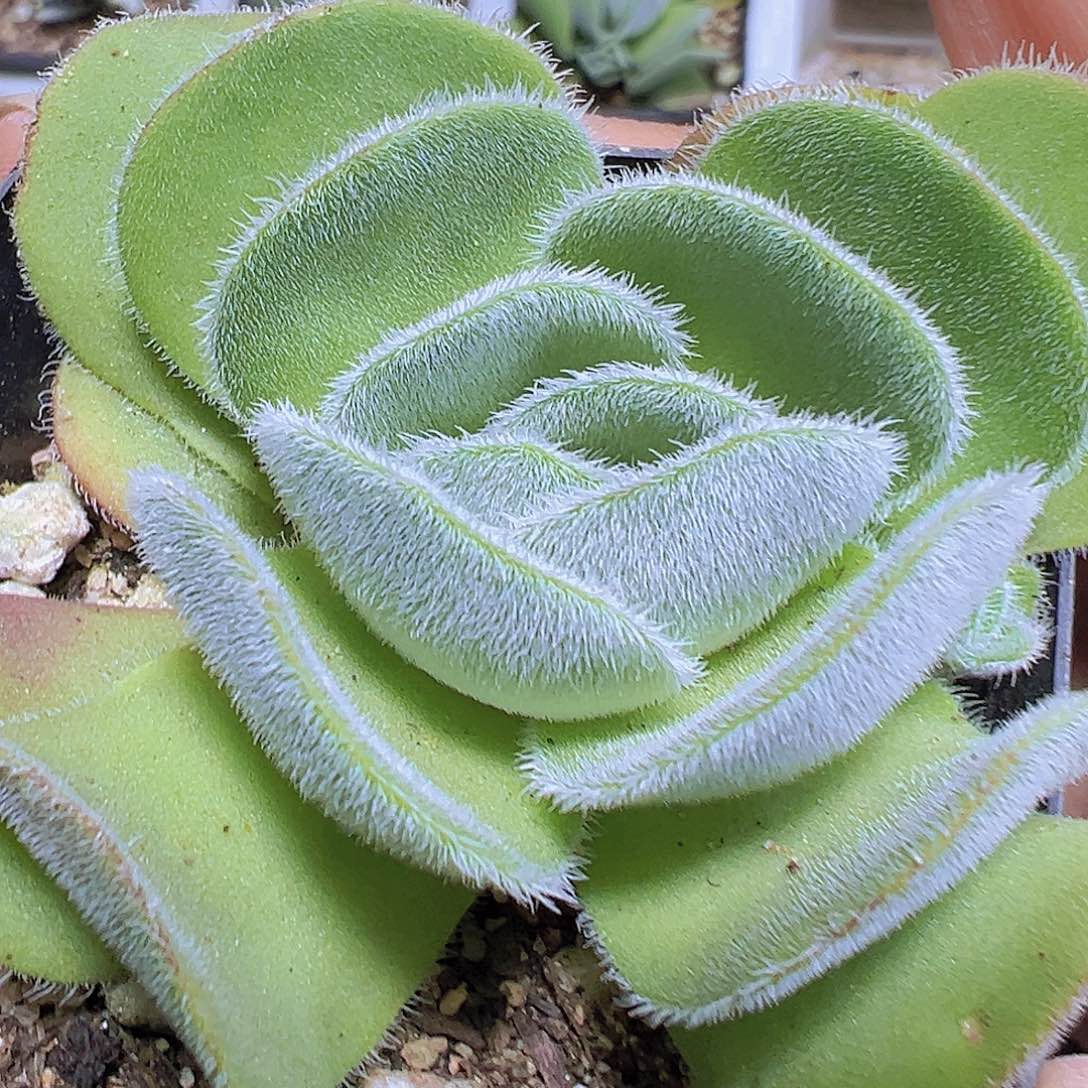 月晕19包邮多肉植物