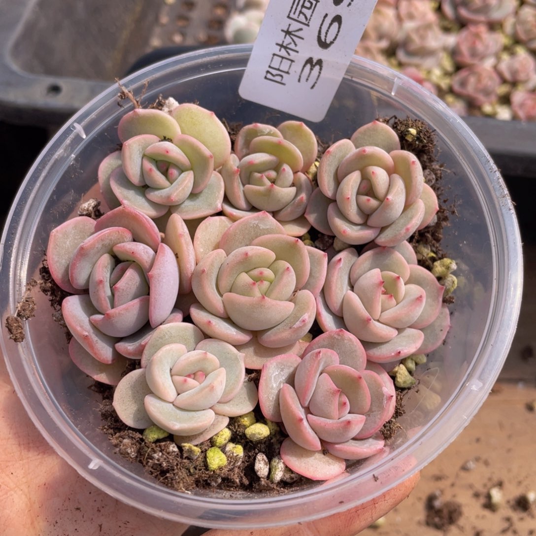 多肉植物多肉植物369