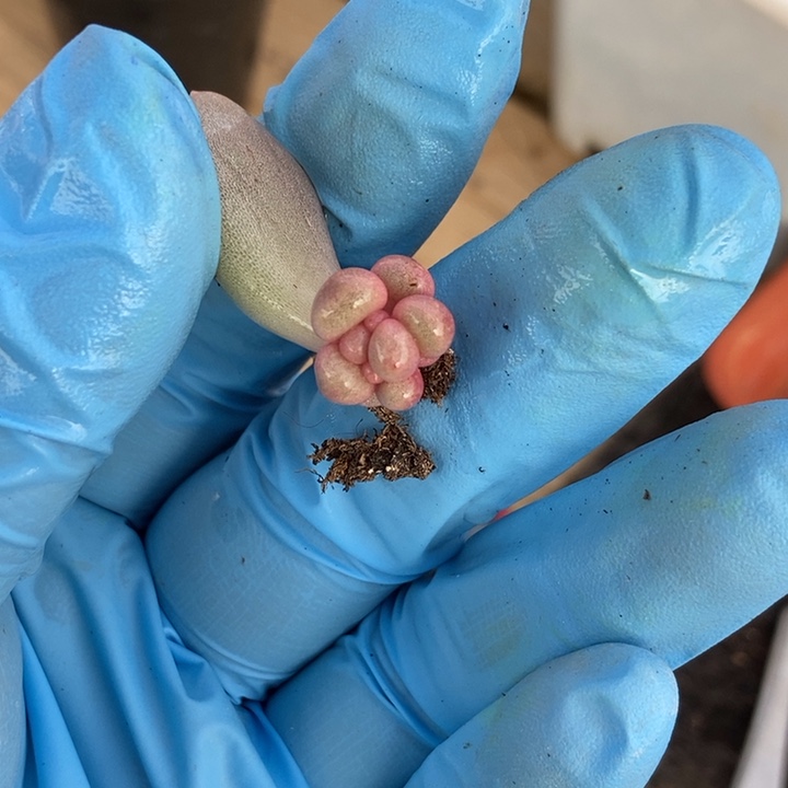 小**米香水宝贝多肉植物