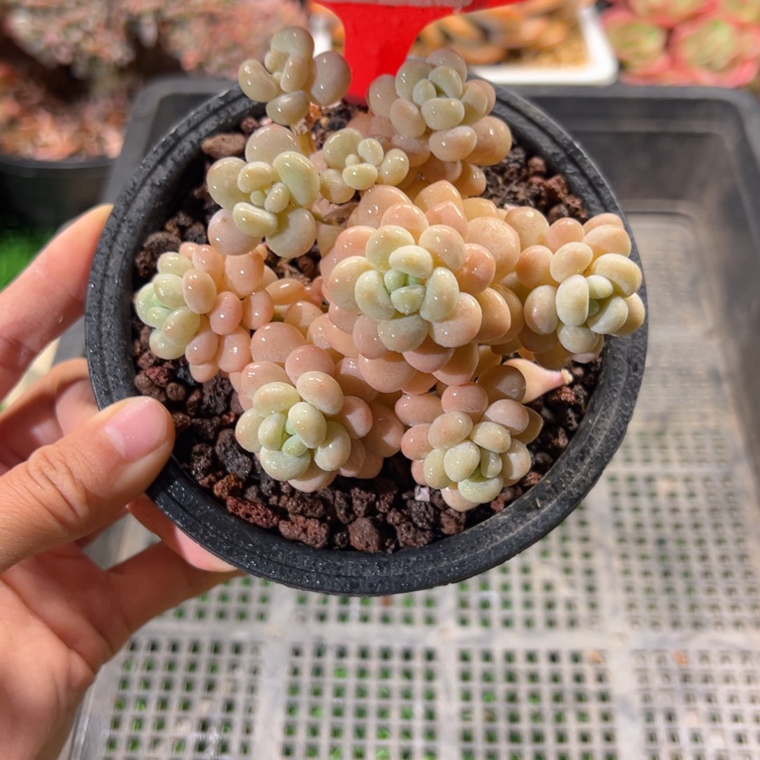 表妹精品多肉3984: