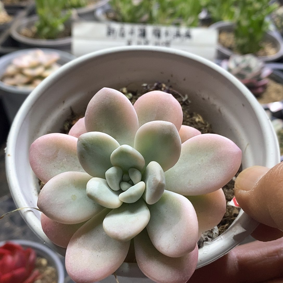 1704洛神锦多肉植物