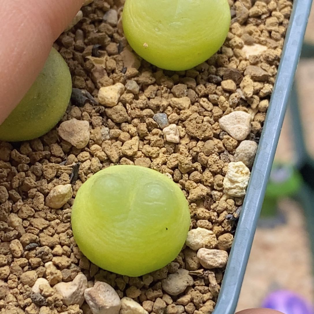 阿*好看好看好看的1-2321紫皮