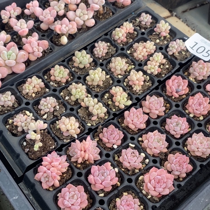 105 多肉植物盆栽花卉