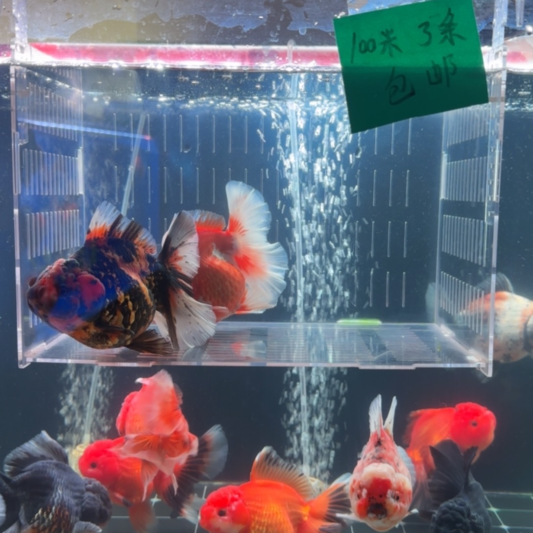 *****金鱼小娇金鱼两条