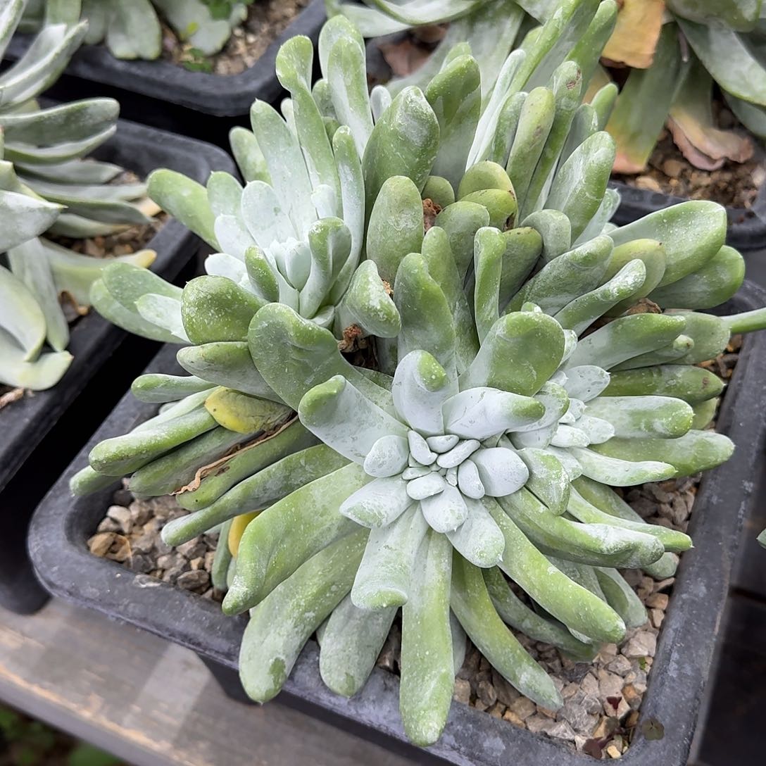 星***尘多肉植物仙女杯A120