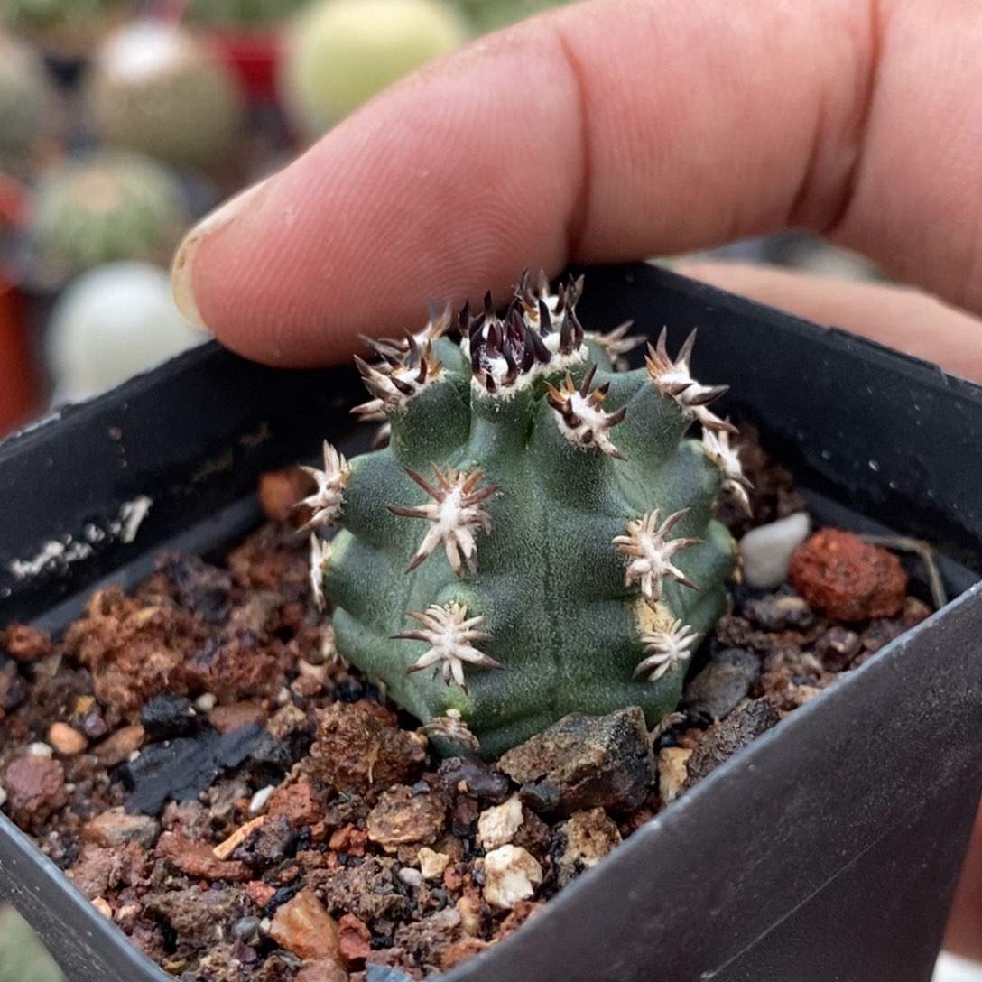 植播园艺短豪刺青花虾