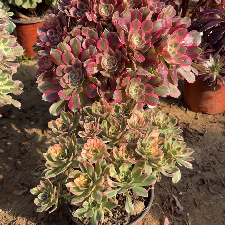 多肉植物法师2颗13