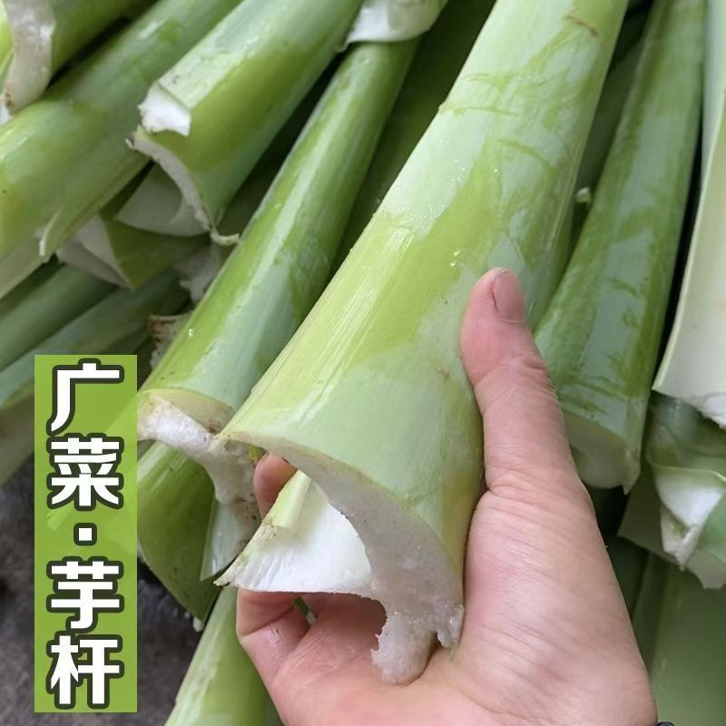 贵州锦屏新鲜广菜现割发货农家自种白芋荷梗