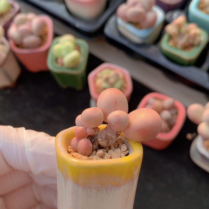 027 库福奶酪 3头 木质 