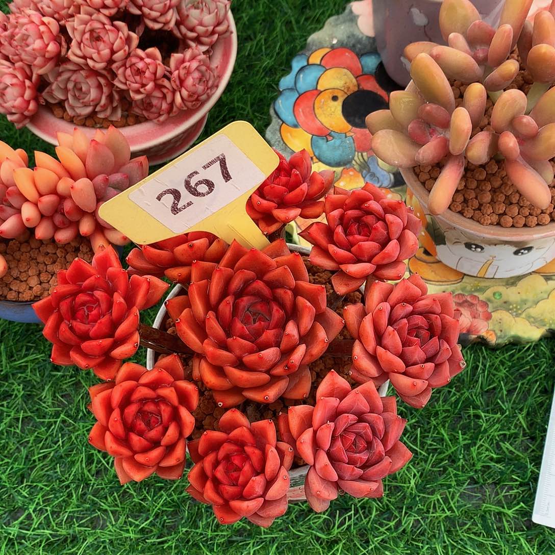 炎***?钻石杯啦多肉植物637327