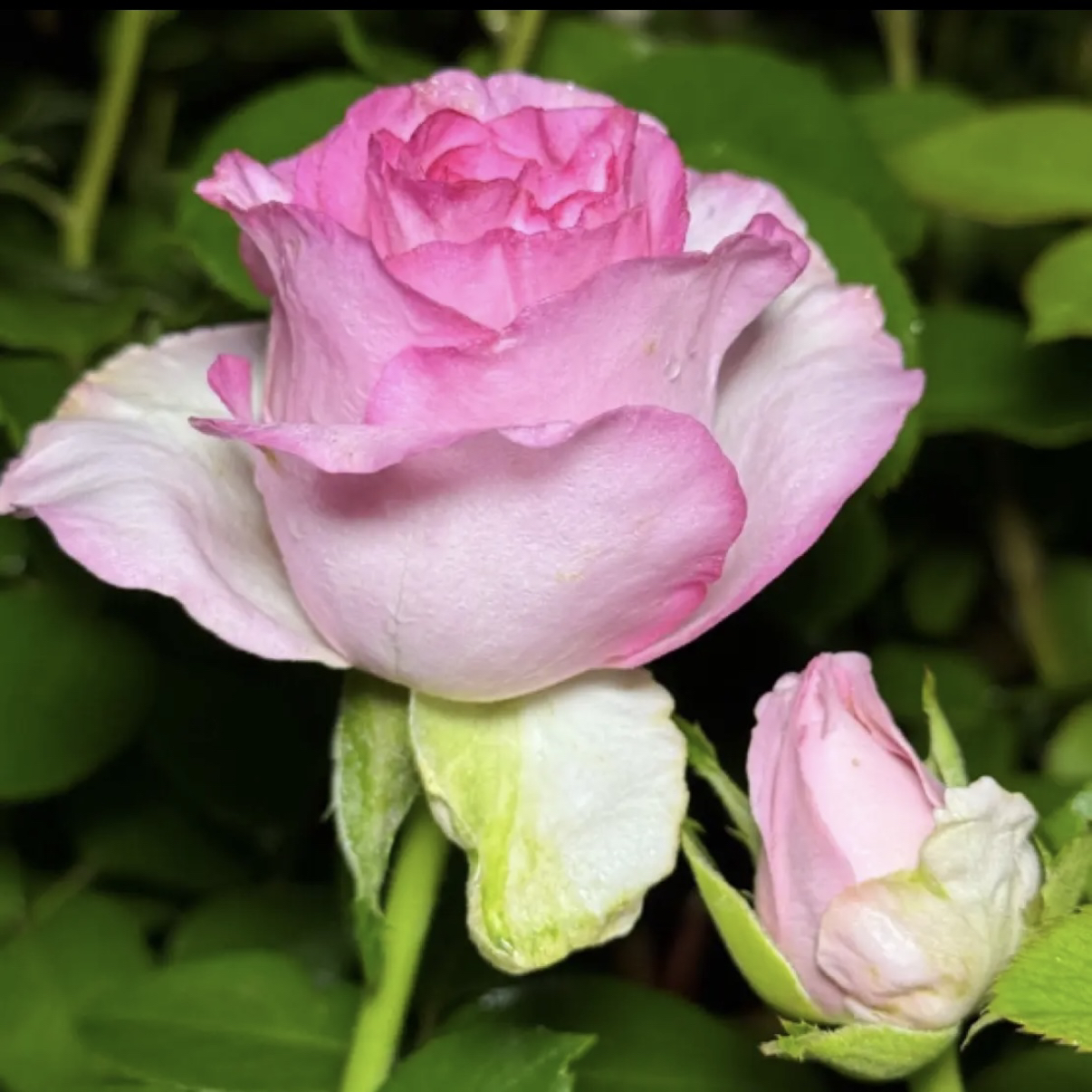浓香【贝拉维塔】切花月季 直立性耐热抗病 1加2.5L根接云南发货