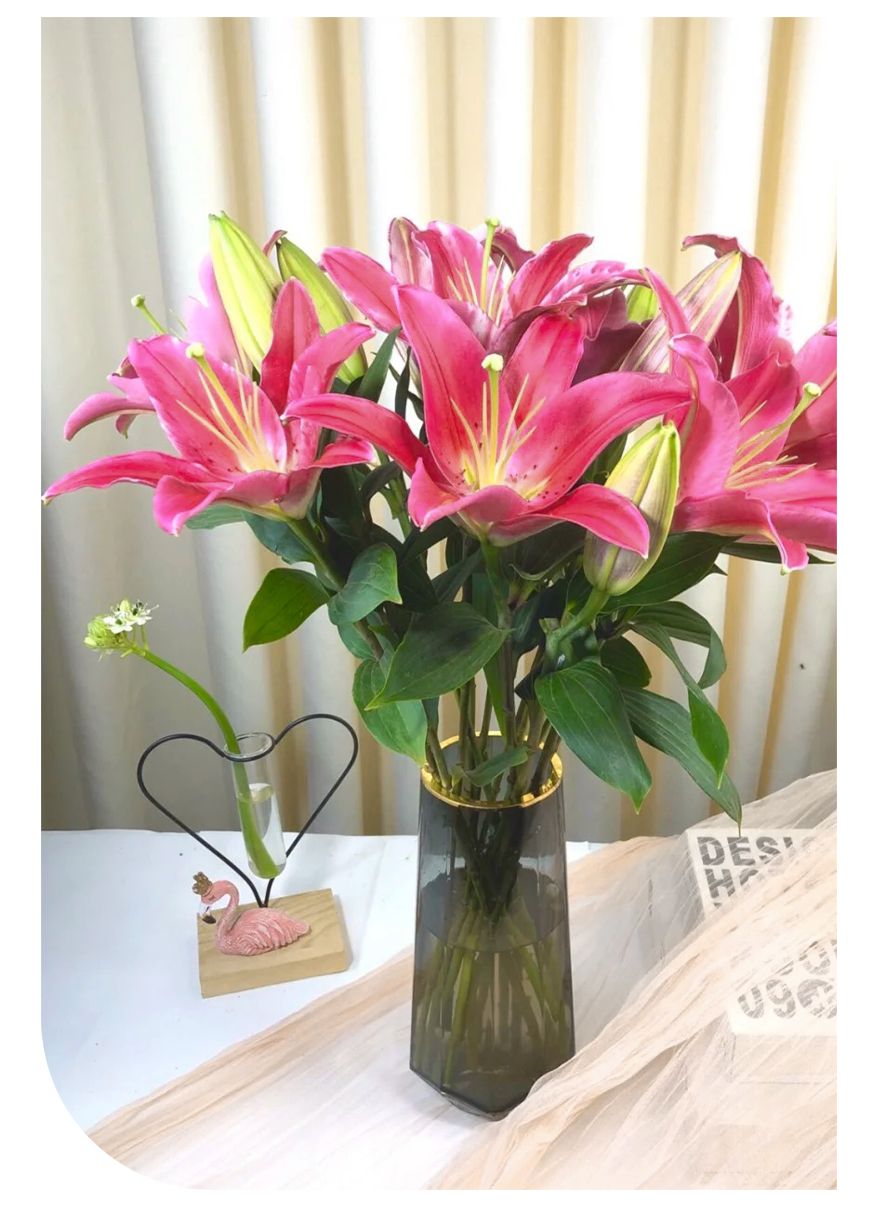 宸希花卉西诺红香水百合水养鲜花云南基地直发家用插花