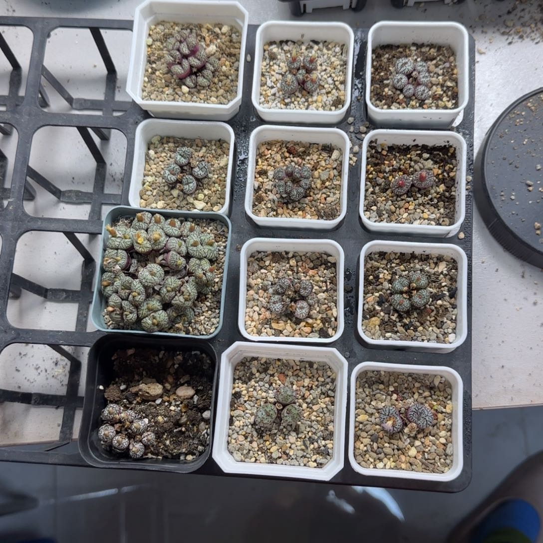 晨***儿9-22-当天满38包邮特选泡泡安贞脱土