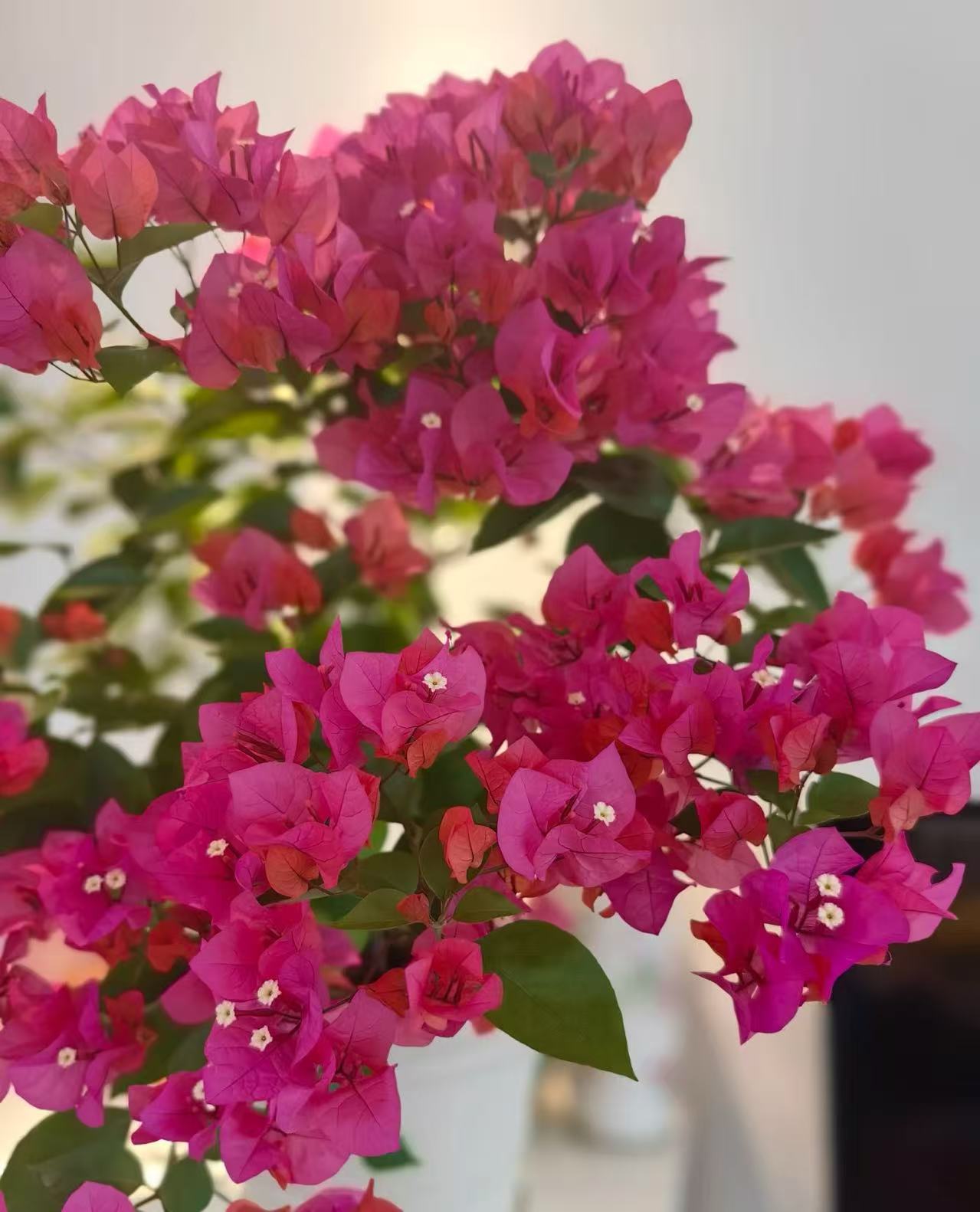 三角梅盆栽带花四季开花同安红