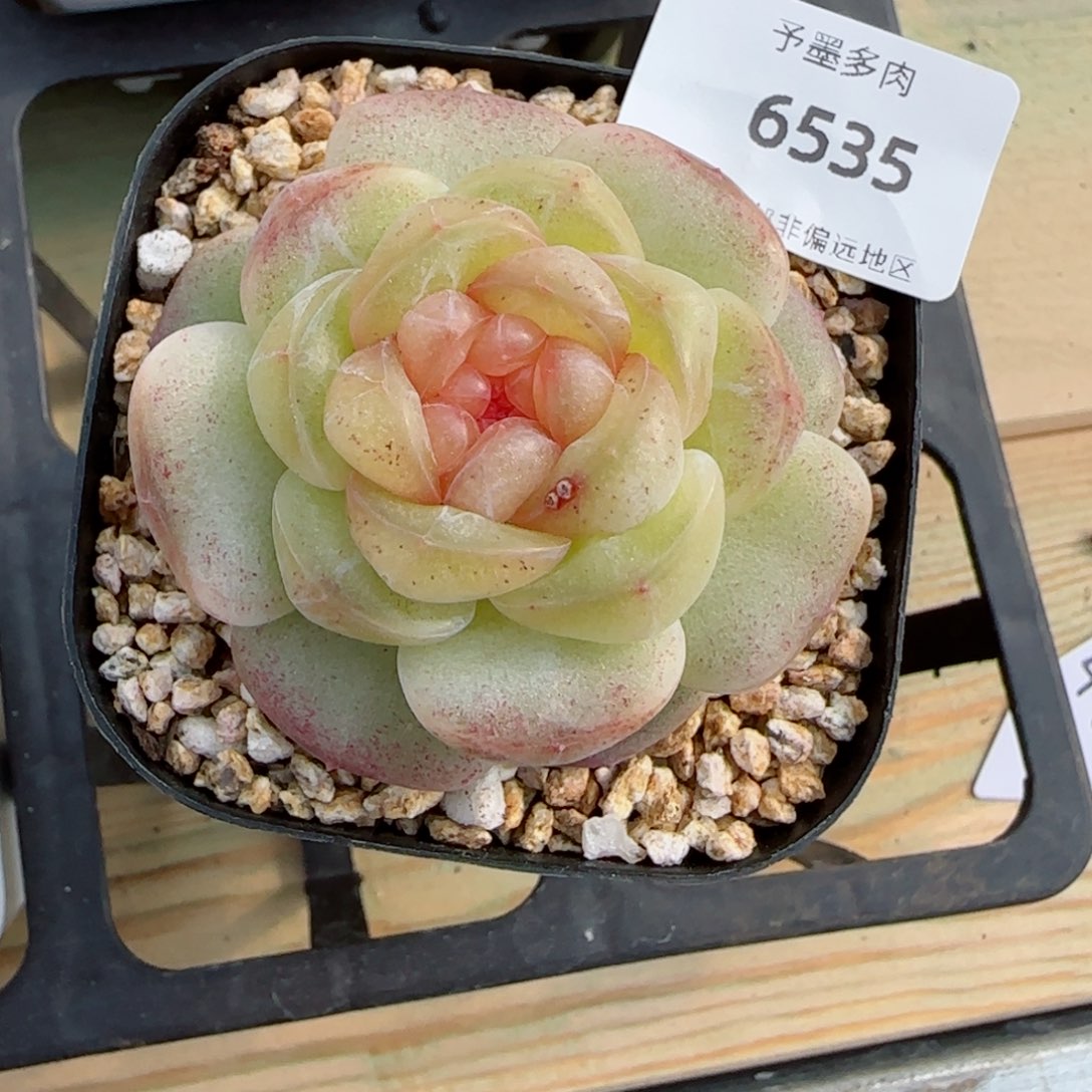 甜柚，6535多肉植物