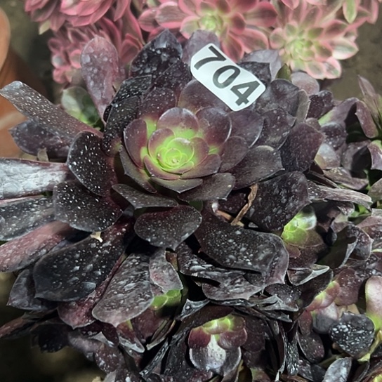 芳*多肉植物一个