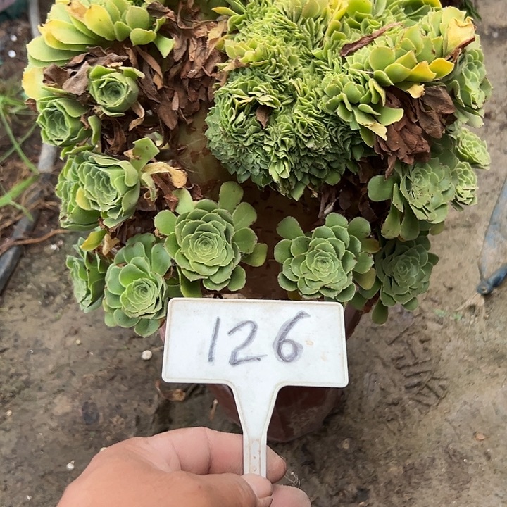大***子多肉植物绿羊绒缀花