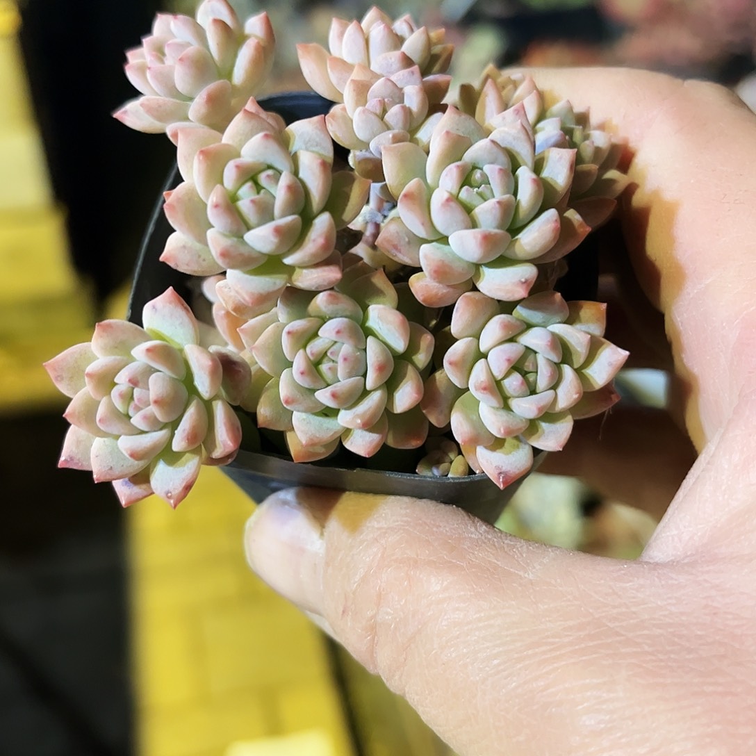 阿***n1多肉植物提取萃取剂中