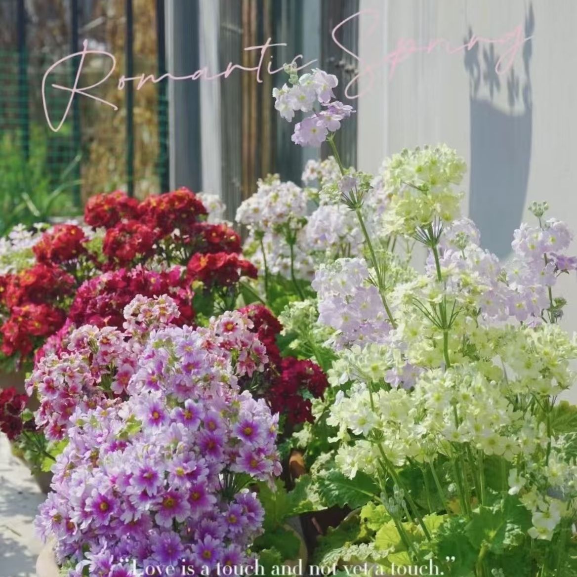 【四季樱花】小樱草彩云报春（轻微叶损不售后.介意勿拍）