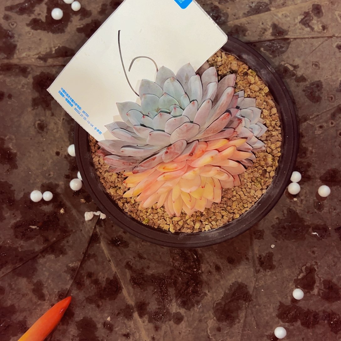 小***～6号一物一拍脱土包邮