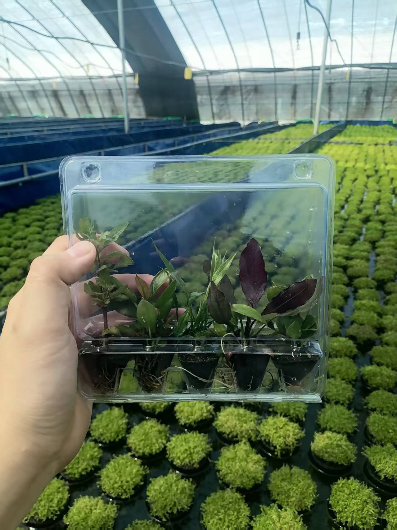 【基质草椒类榕类】 新手懒人水草坨草