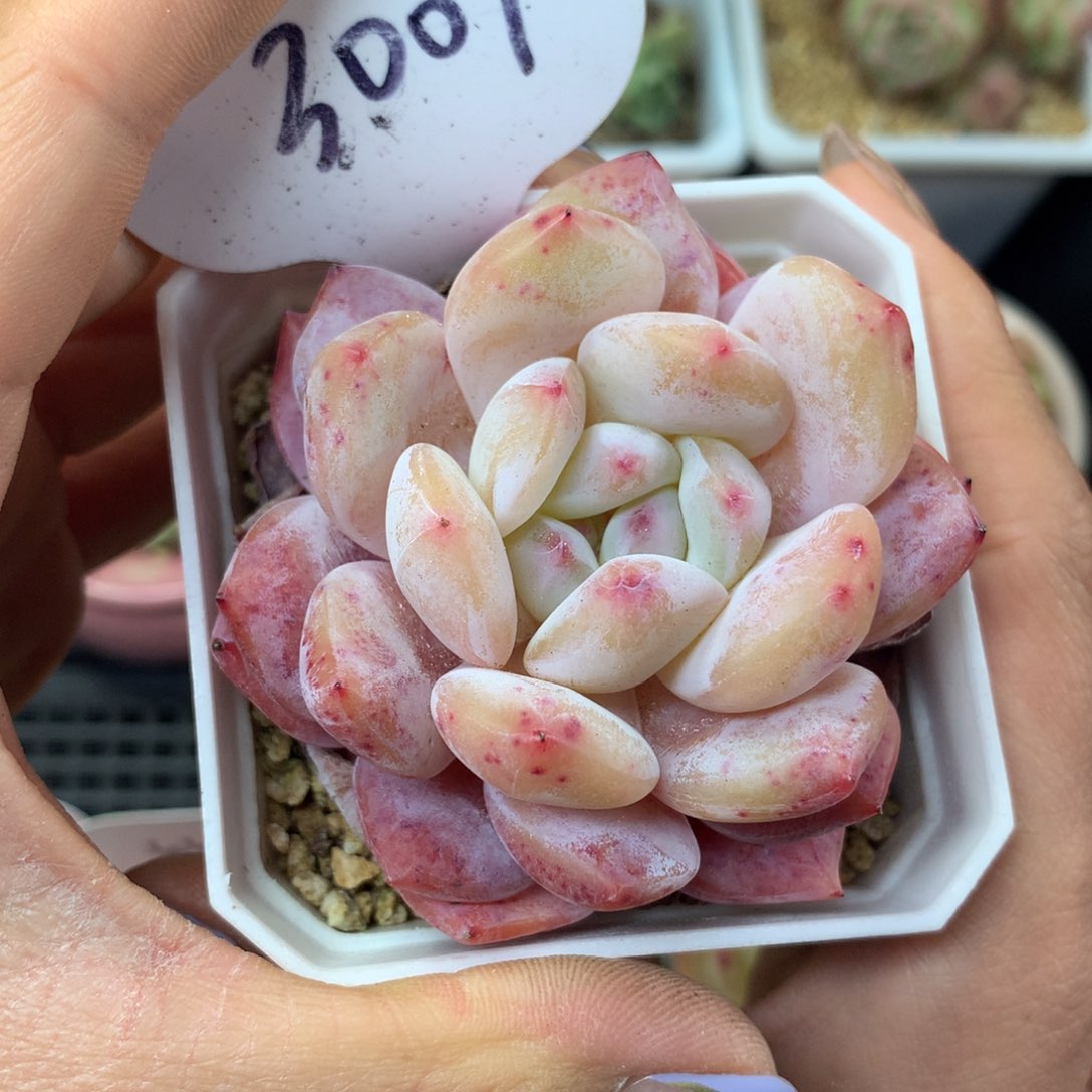 韩货橙梦露单头3001