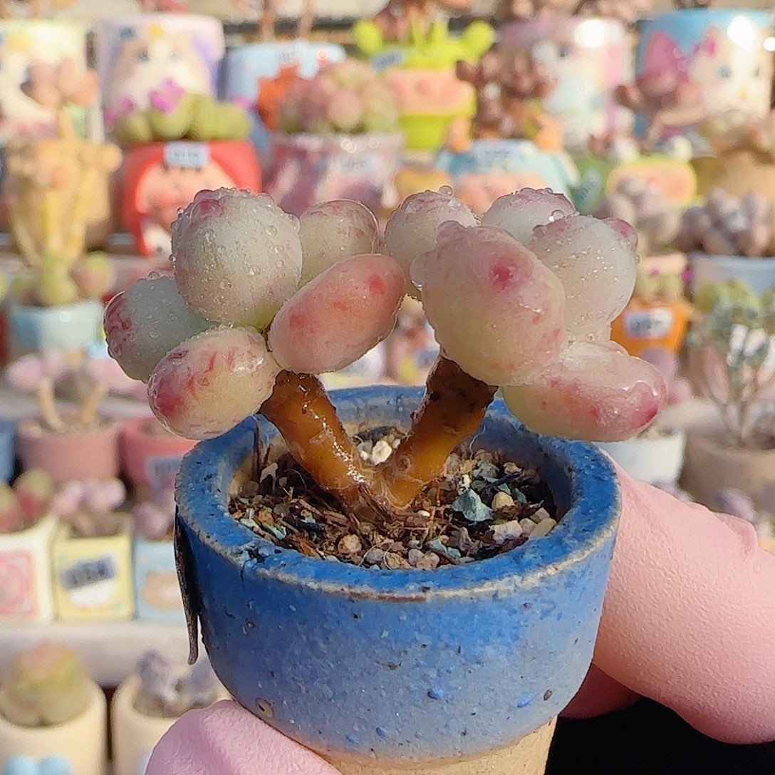 仙女彩虹奶 盆口2.5cm