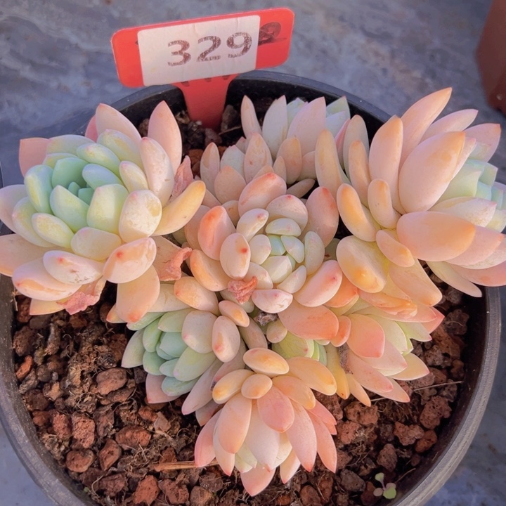 健健康康平平安安