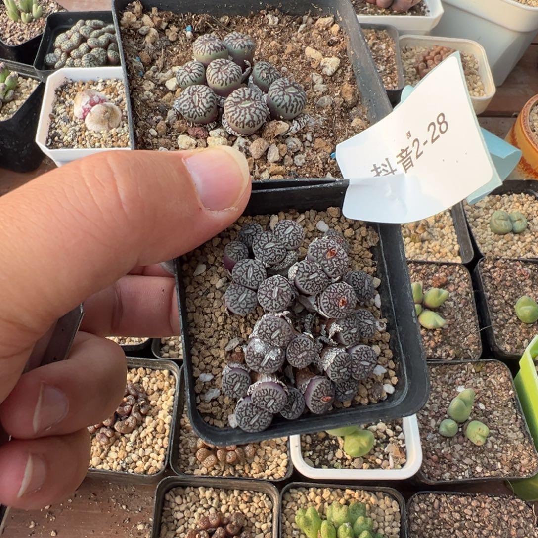玩***家2-28肉锥多肉植物